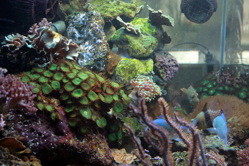 Aquarium 2013 (14)