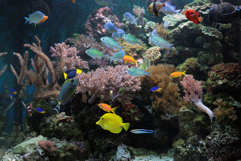 Aquarium 2013 (24)