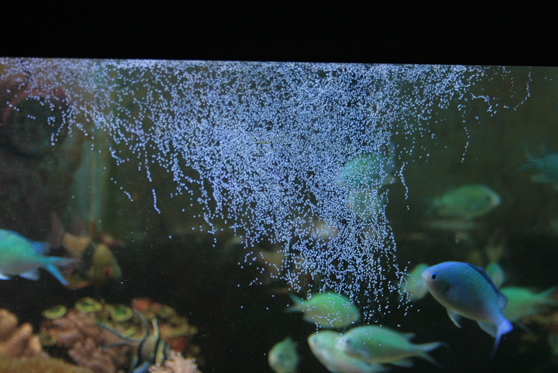 Aquarium 2013 (40)