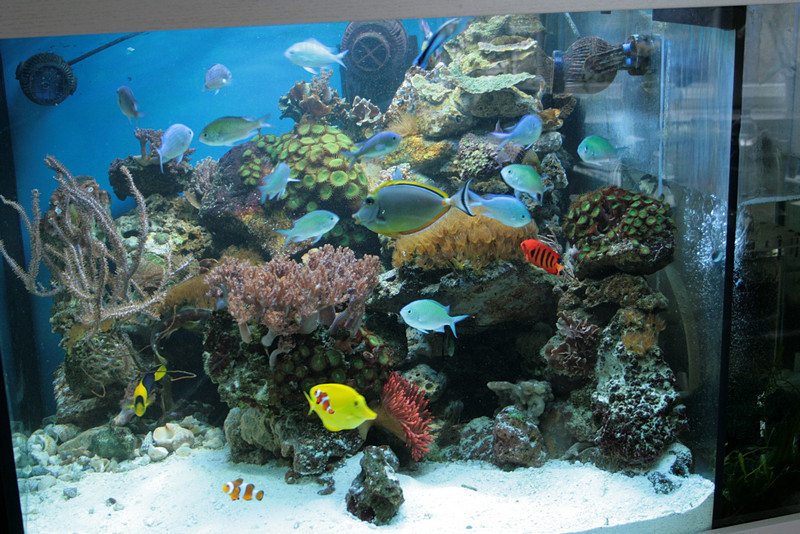 Aquarium 2013 (7)